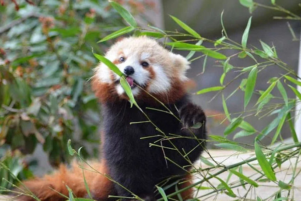 The Ménagerie, the Zoo of the Jardin des Plantes in Paris